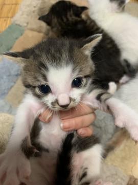 子猫のキジ白ちゃん