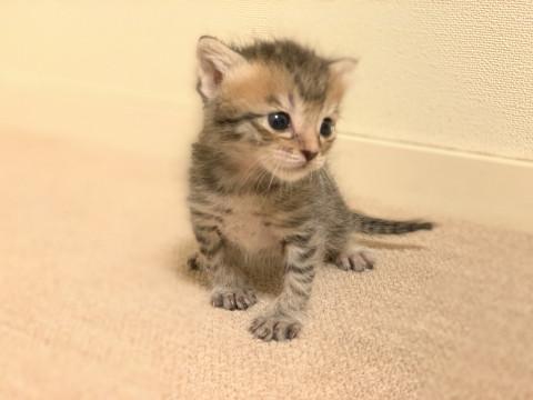 甘えん坊のキジトラくん
