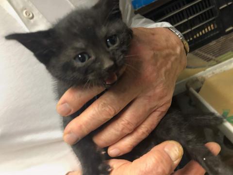 かわいい黒猫のオス？
