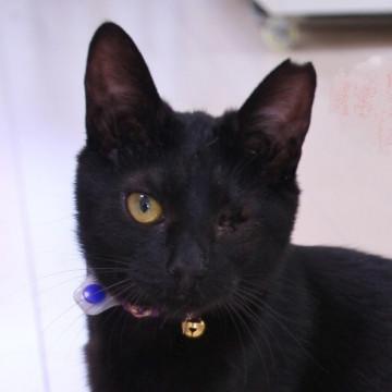 片目だけど美猫で元気いっぱい☆手触りよし