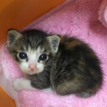 小さな三毛猫ちゃん