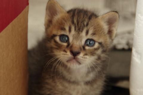 キジトラちゃんつぶらな瞳キリリ二枚目