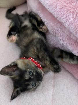 2ヶ月 雌♀ サビ 保護 子猫