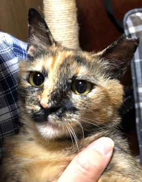 人なつこいサビ猫ウメちゃん♪