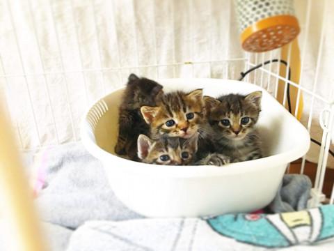 子猫★キジトラトラ〜ず①(39)