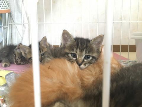 子猫★キジトラトラ〜ず②(40)