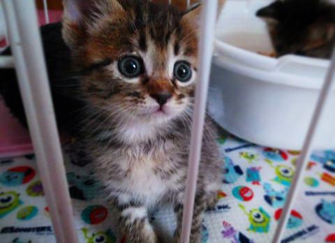 子猫★キジトラトラ〜ず③(41)