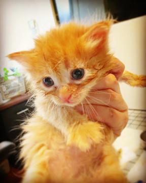 子猫★キジトラトラ〜ず⑤(4３)