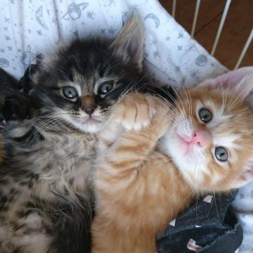 千葉県白井市/かわいい兄妹