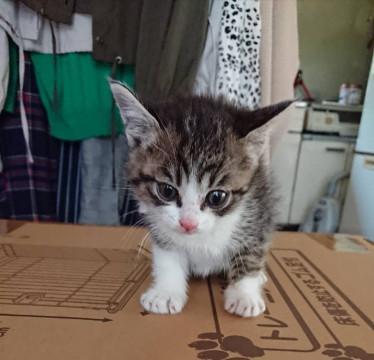 キジ白美猫