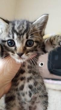 壁の中から助け出されたキジ柄男の子