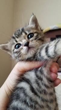 壁の中から助け出されたキジ柄男の子