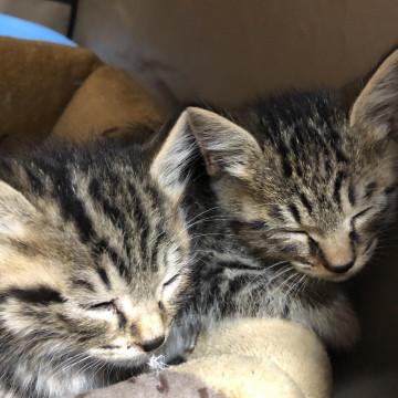 甘えん坊な姉妹