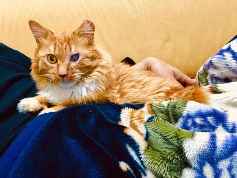 横浜市内で緊急保護クッキーくん