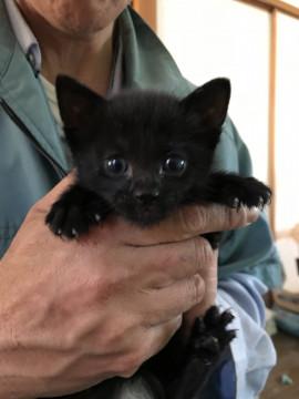 子猫の里親を探しています。