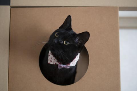 ぴょこぴょこお団子しっぽちゃん