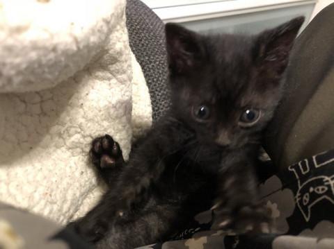 カワイイ性格の黒猫女子。