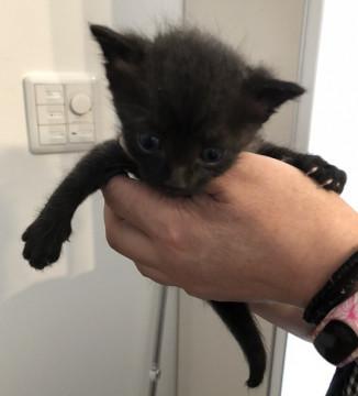 まだ蒼い目の黒猫女子。