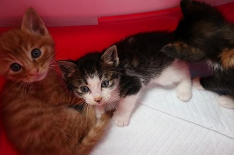 美形のキジ白男の子です