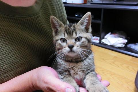 人間大好きな可愛い子猫です