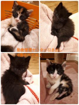 動物管理センターから引き出しの４頭