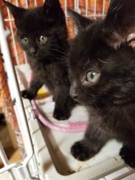 黒猫の雄の兄弟です