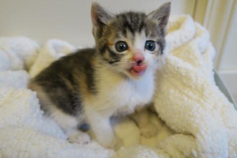 お目々のおっきな三毛ちゃん