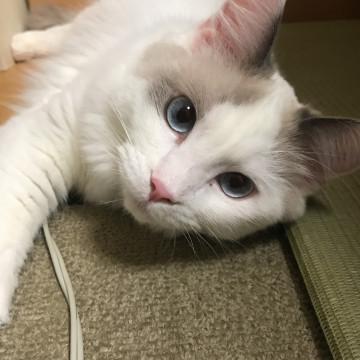 ラグドール 1歳7ヶ月♂