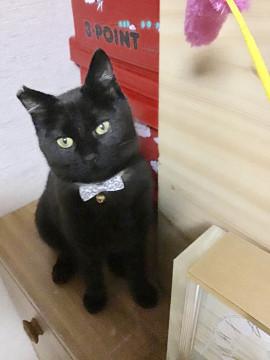 黒ちゃん２匹います(o^^o)