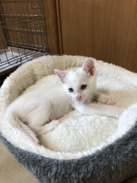 ちいさな 白猫ちゃん♪(๑ᴖ◡ᴖ๑)♪