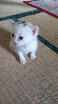 令和生まれの美人猫