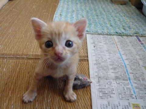 甘えん坊茶トラの女の子②