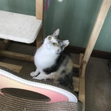 超美猫パステル三毛のプリちゃん