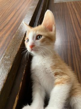 茶トラ白ちゃん