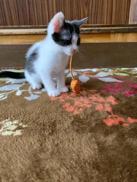 ハチワレちゃん