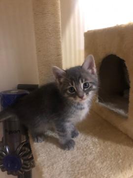 超可愛い元気でたくましい猫ちゃんです。