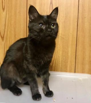 人、猫大好き！毛の内側が白い黒猫ちゃん