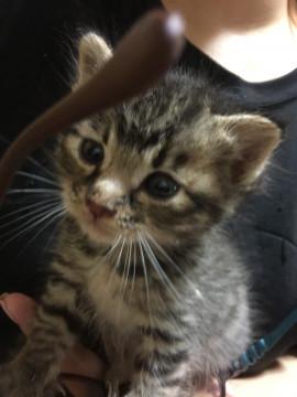 キジ猫ちゃん♡