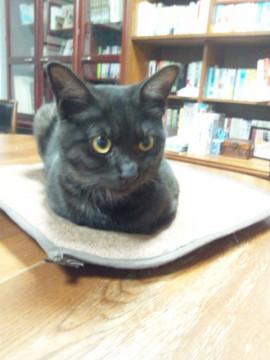 チャコールグレーの男の子