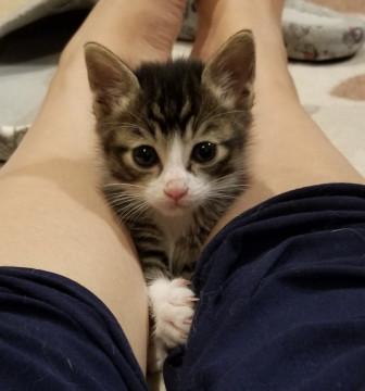 甘えん坊の キジシロくん 動画あり