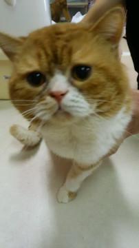 高齢者さんからの依頼猫５歳
