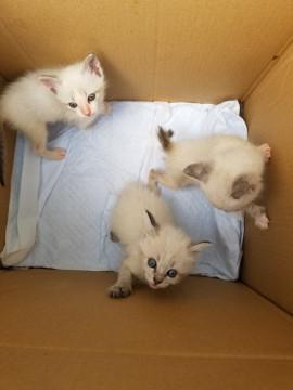 可愛い子猫たち　シャム柄