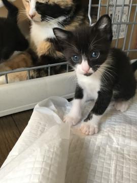顎に特徴の可愛いハチワレちゃん
