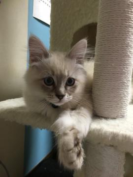 1月14日生まれの子猫です。