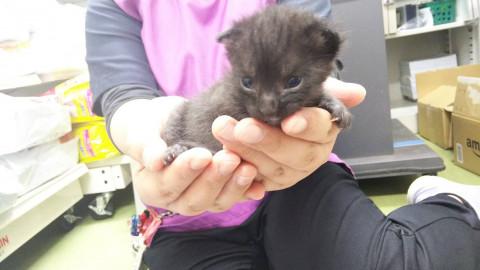 ５月１日生（推定）の男の子　黒