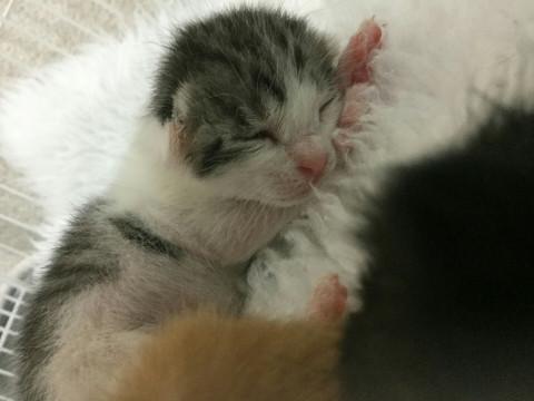 ５月１日生（推定）の女の子　サバ白