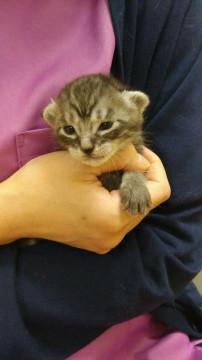 ５月１日生（推定）の男の子　サバトラ