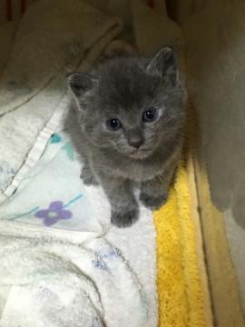 毛糸玉のようなふわふわちゃん