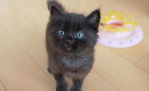 ふわもこタンタン