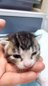 4/20生まれ 3兄弟